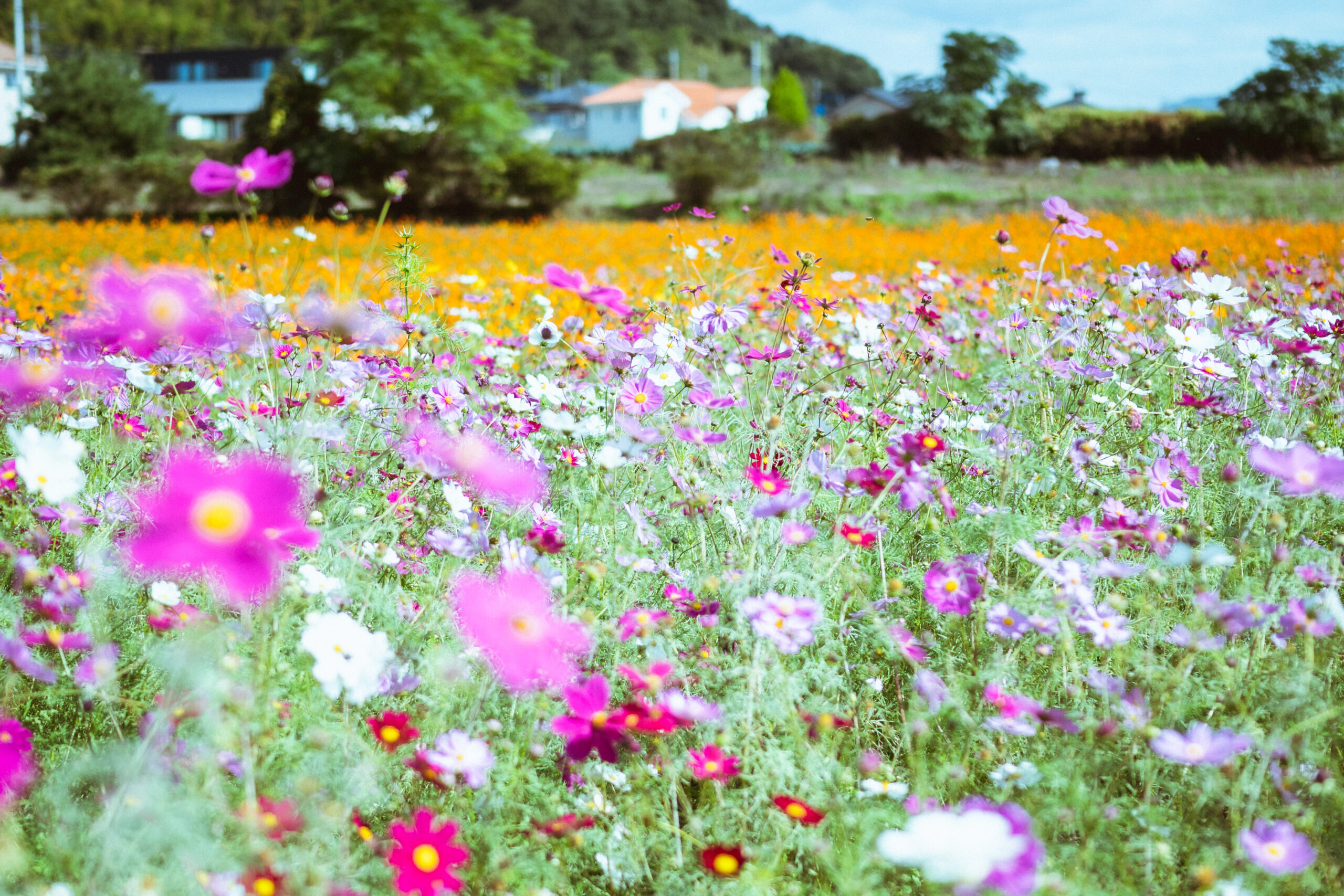 コスモス いろどりみどり市のみどころ情報一覧 わたらせ渓谷鐵道が走る群馬県みどり市の公式観光サイト