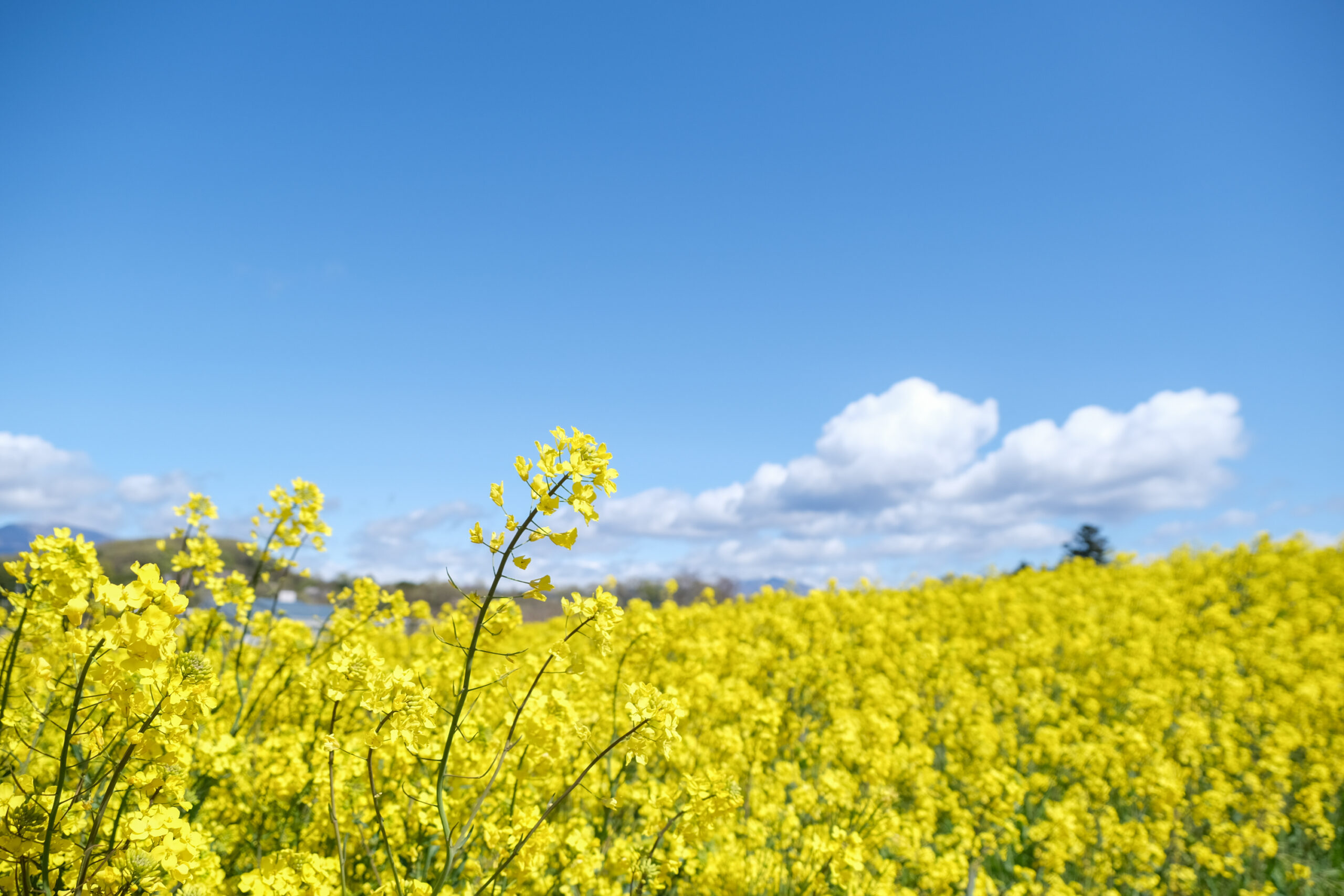 菜の花 20200410-DSCF6139-scaled.jpg