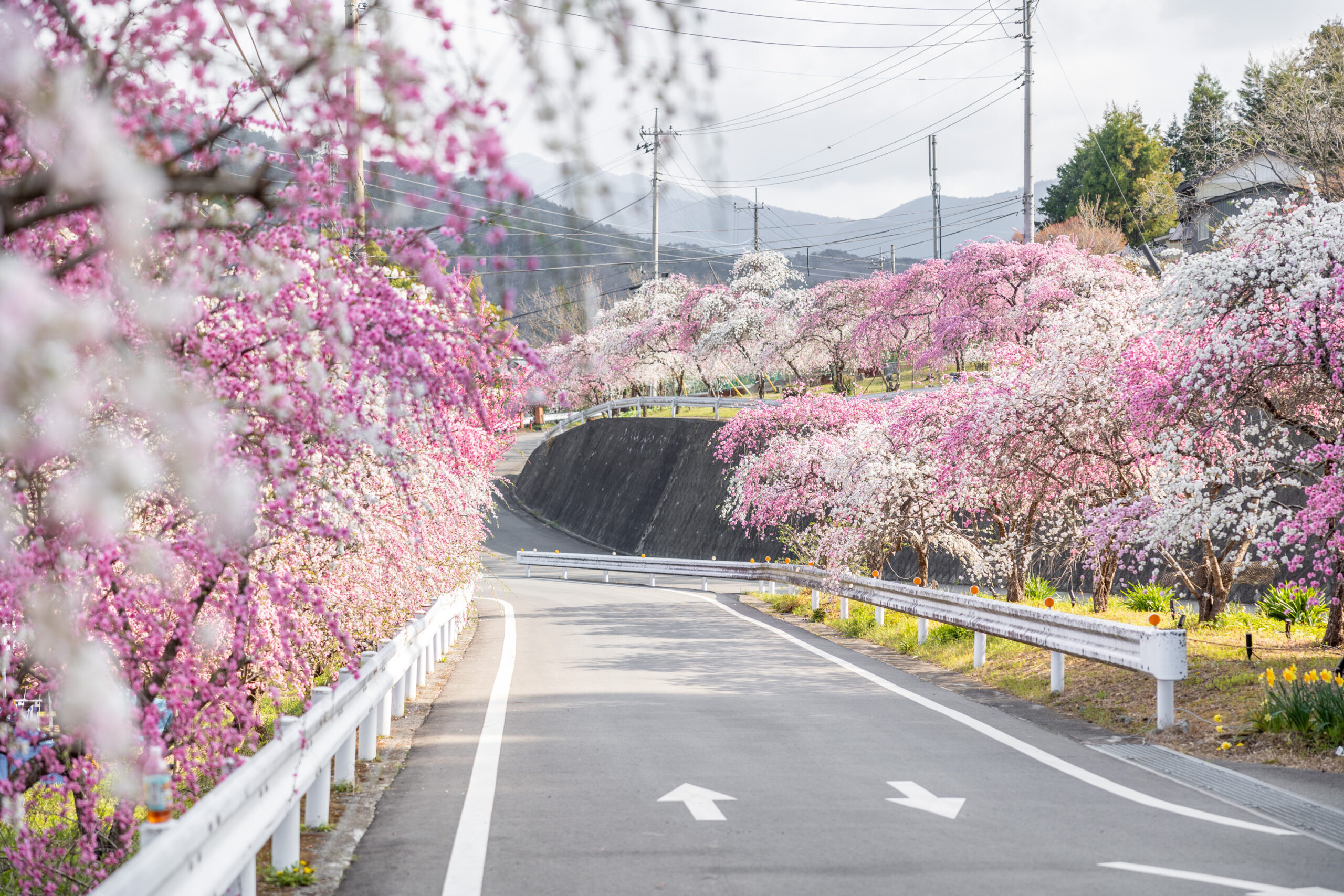 小夜戸・大畑花桃街道 | みどころ情報 | わたらせ渓谷鐵道が走る群馬県