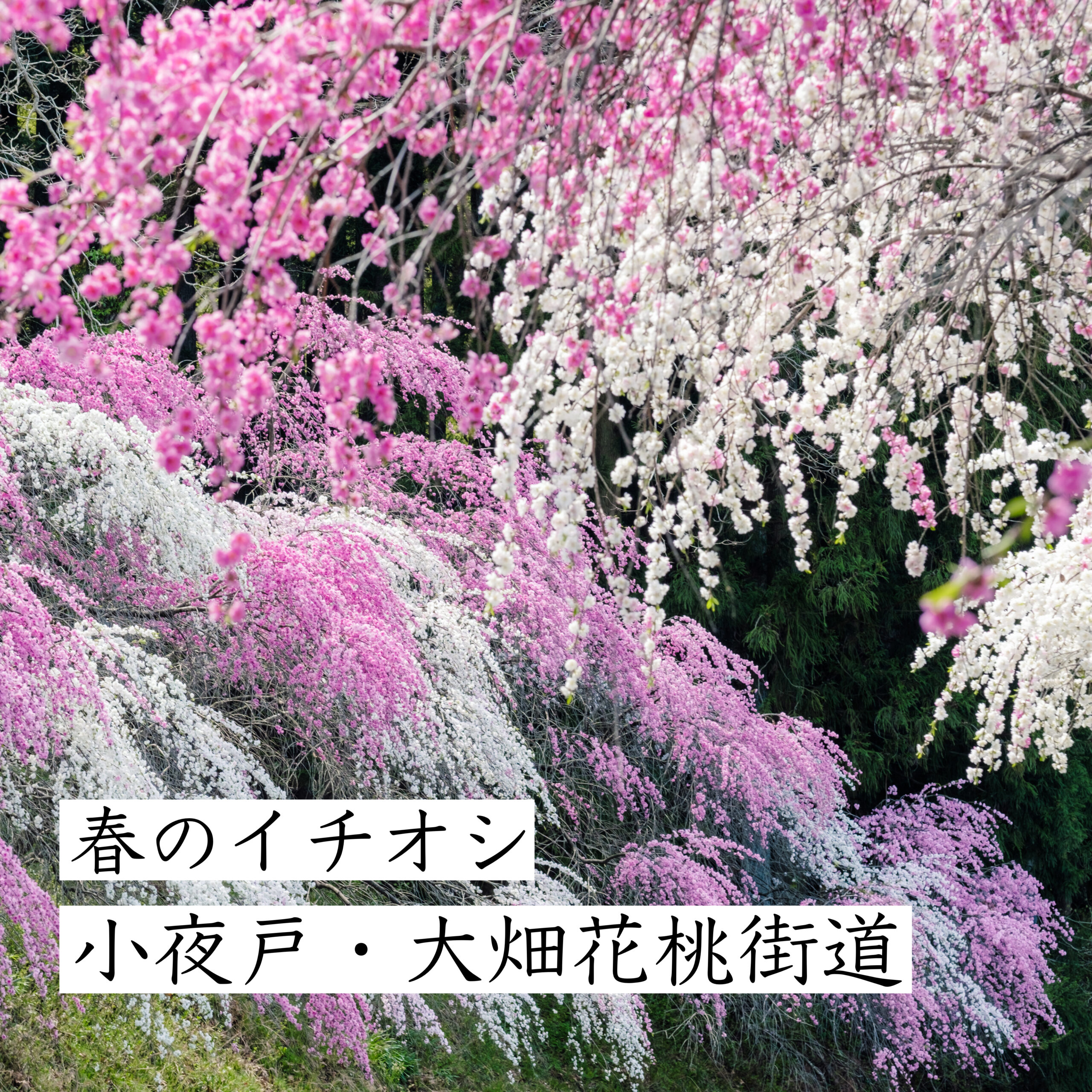 小夜戸 大畑花桃街道22 いろどりみどり市のおすすめ情報一覧 わたらせ渓谷鐵道が走る群馬県みどり市の公式観光サイト