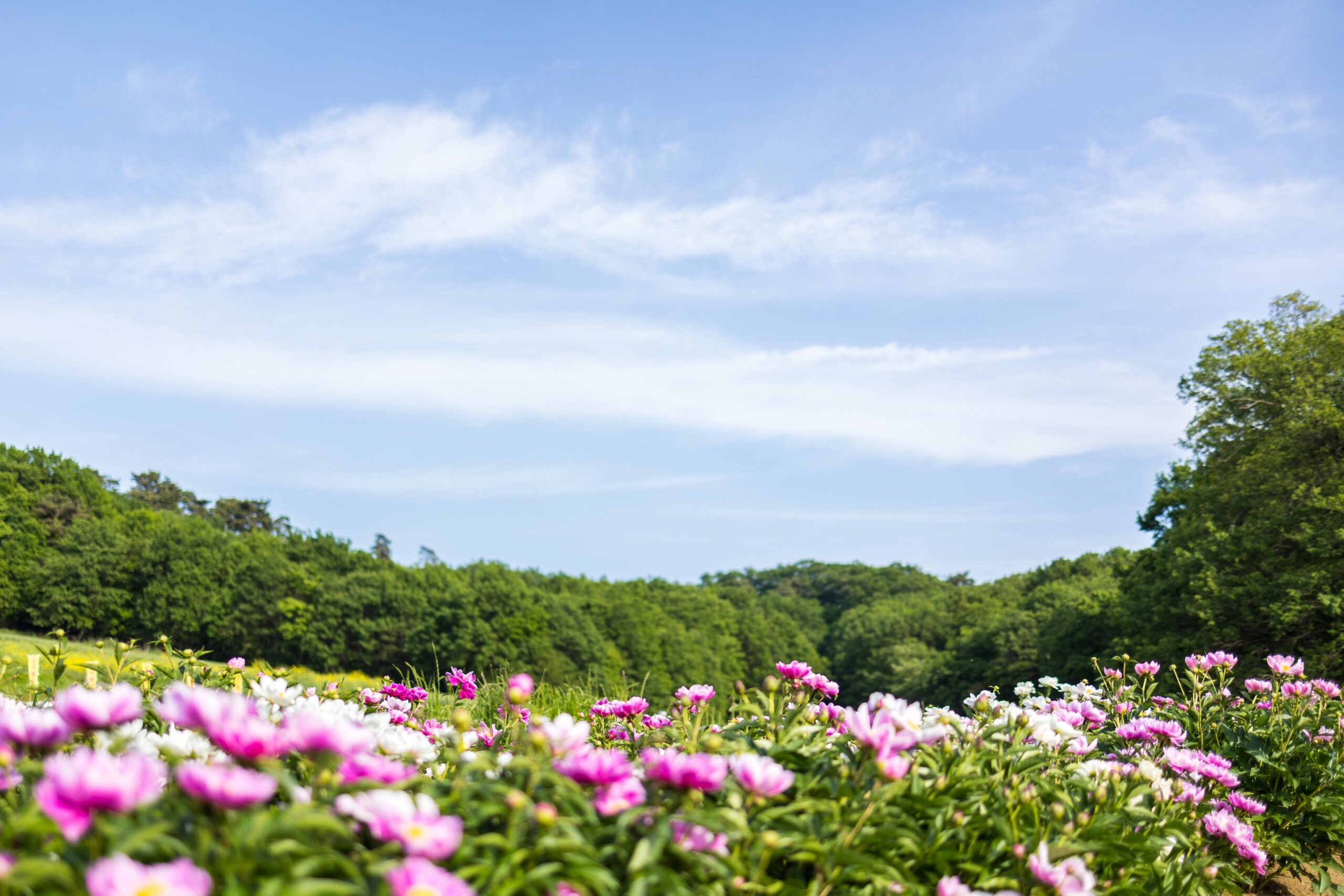 鹿田山｜シャクヤク | みどころ情報 | わたらせ渓谷鐵道が走る群馬県