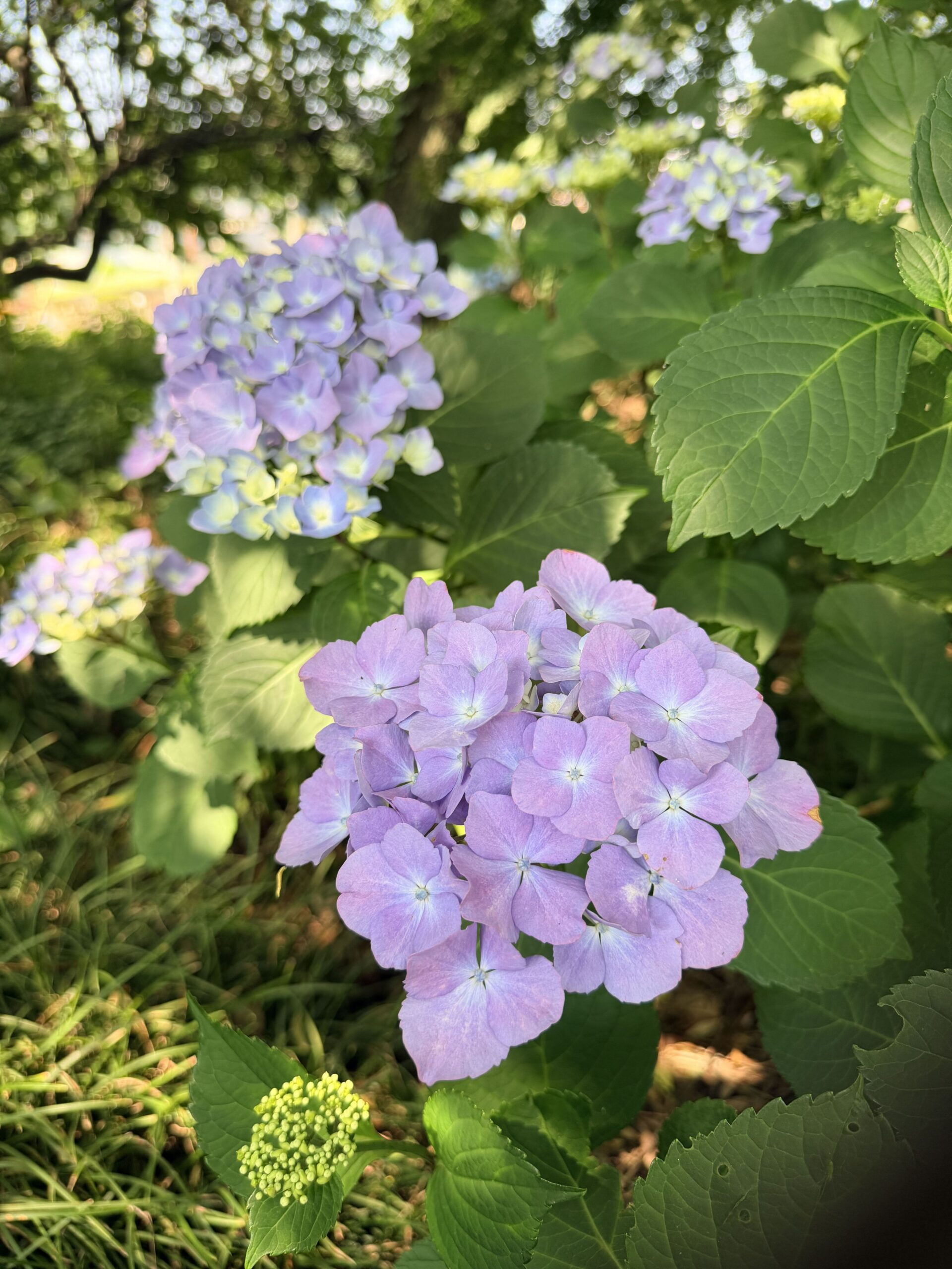 お花の開花状況について｜紫陽花 | 新着情報 | わたらせ渓谷鐵道が走る